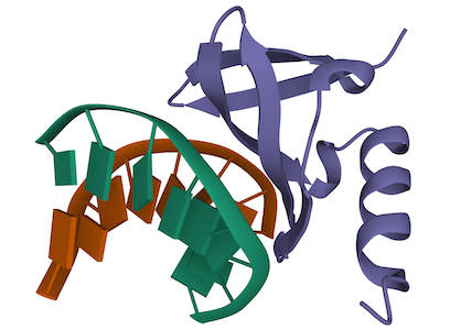 Protein-DNA Docking